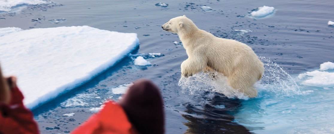 Polar bear splashing around near icebergs in water