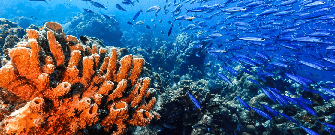 A coral reef in the Caribbean