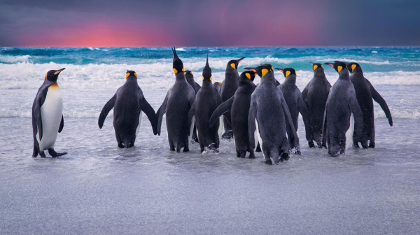 Antarctica.png