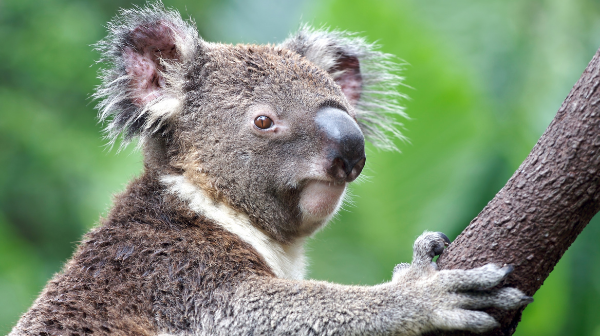 Australia.png