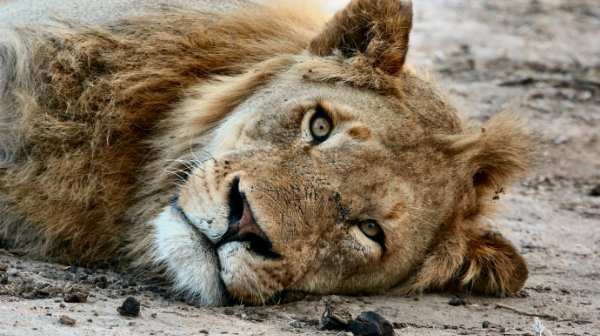 Lion.png